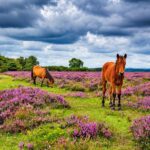 New Forest Ponies
