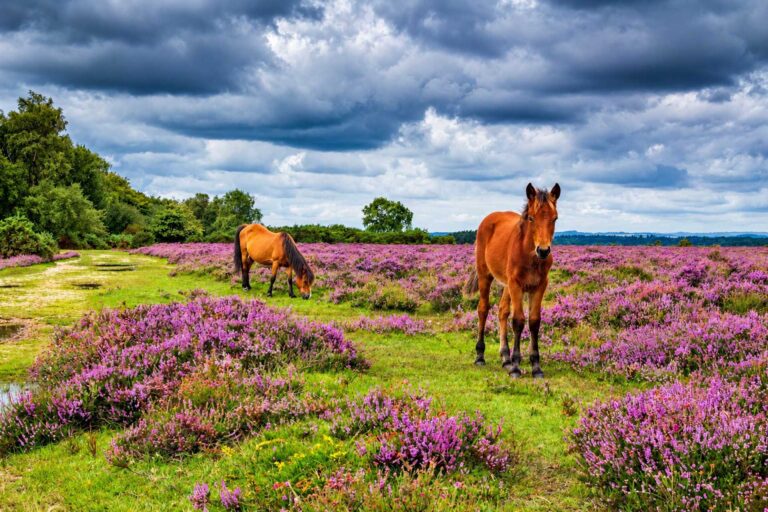 New Forest Ponies
