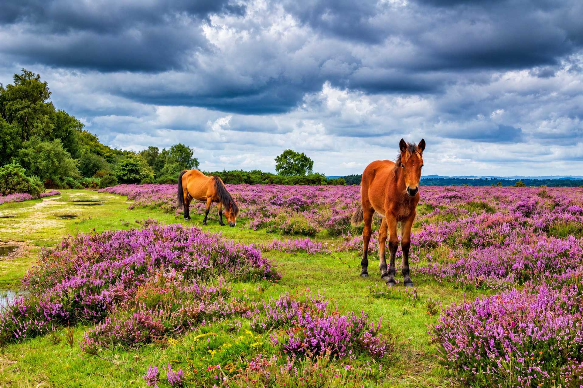 New Forest Ponies